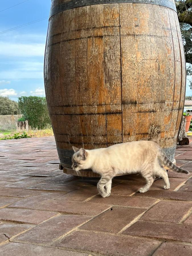 הוילה Vila Verde de Ficalho Aproveite O Sabor Do Alentejo מראה חיצוני תמונה